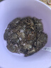 【活蟹】鲜活六月黄小螃蟹净重足重淡水大闸蟹小河蟹生鲜水产现货 五元蟹[0.9-1.2两]26只+多送2只 实拍图
