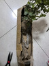 茉莉花苗盆栽带花苞九里香老桩花卉植物室内浓香四季开花好养 大份茉莉花【4-6颗】花苞饱满 实拍图