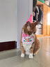 句可 猫咪生日装扮套装小猫蜡烛狗狗围嘴宠物生日帽0-1-2-3岁布置配件 宠物生日帽+围兜【浅粉色1套装】 晒单实拍图