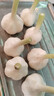2025年山东新鲜嫩蒜头湿蒜现挖四六瓣白皮鲜蒜可腌制糖醋蒜腊八蒜 苍山白皮鲜蒜 500g 实拍图