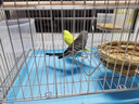 万宠汇 鸟活体虎皮鹦鹉笼养牡丹玄风活鸟学说话手养小太阳鹦鹉和尚鹦鹉 蓝色虎皮+黄色虎皮（一公一母） 实拍图