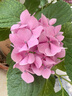 FAN BEAUTY DIARY范冰冰同款芍药美白晶透粉润美肌面膜【3盒装】淡斑美白焕亮透白 实拍图