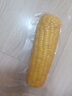 北纬47° 黄糯鲜玉米200g*1穗 低脂玉米棒糯玉米东北玉米粘玉米 尔滨特产 实拍图