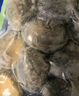 江船长 冷冻鲍鱼 净重160g(18-22粒)袋装 火锅烧烤食材 海鲜生鲜 实拍图