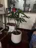 花盆绿植盆栽百搭欧式创意型树脂花盆阳台户外龟背竹绿植大花盆 酒杯盆280【30*38.5】送移动托 一套装 实拍图