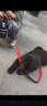 宠小曼狗链狗绳小中型犬宠物牵狗绳带拴遛狗泰迪边牧链子牛仔牵引绳L码 实拍图
