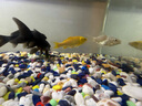 备能*日本黄粉鱼药+水族盐+活性硝化细菌鱼缸用杀菌净水养鱼老三样 实拍图