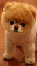麦富迪狗粮 藻趣儿狗粮成犬粮牛肉螺旋藻 均衡营养7.5kg/15斤 实拍图