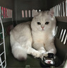 萌嘟星宠 宠物航空箱猫咪空运包猫笼猫包狗狗托运便携车载猫箱子 灰色大号【48*32*30cm】 航空箱 实拍图