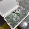新鲜羽衣甘蓝时令西餐沙拉榨汁果汁健康轻食农家甘蓝 【寿光直发】净重4斤 实拍图