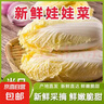 【超市品质】新鲜精品娃娃菜现砍现发小包装新鲜蔬菜生鲜产地直发 新鲜娃娃菜1*(3棵)*1包 实拍图