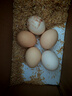 忆乡岭鸡蛋 散养谷物蛋 农家山林喂养 初生鲜土鸡蛋 15枚600g 实拍图