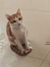 佩玛思特猫粮 深海鱼鸡肉系列 成猫幼猫低敏猫主粮 佩玛斯特 毛发管理成猫粮10kg 实拍图