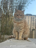 凯锐思天然猫粮成猫粮鱼肉蓝猫全价猫粮 【鲜肉双拼】升级2%冻干-12斤 实拍图