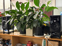 JBL305P 306P 308P MKII 专业有源监听音箱电脑录音棚立体声乐器音箱 305PMKII对装【悬浮架+RGB灯+音频线+蓝牙适配器】 6.5转卡农公线材【接电脑声卡】 实拍图
