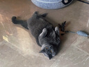 沃趣 猫砂20斤膨润土猫砂低尘咖啡味猫沙猫咪用品 实拍图