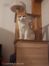 领先成猫尝鲜礼包315g主食级烘焙猫粮猫条餐盒汤包（新老款随机发货） 实拍图