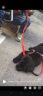 迪普尔 狗链狗绳小中型犬宠物牵狗绳带拴遛狗泰迪边牧链子牛仔牵引绳L号 实拍图