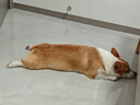 HELLOJOY狗狗零食宠物泰迪金毛幼犬成犬训练奖励 营养牛肉粒2.7斤 实拍图