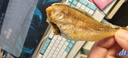 京东京造香酥小黄鱼100g 即食海鲜小吃小鱼干零食孕妇高蛋白 实拍图