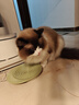 FURminator富美内特猫梳子布偶长毛猫梳毛刷猫用宠物梳子去毛神器梳毛神器 长毛中大型猫≥4.5kg 实拍图