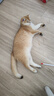 憨憨乐园猫玩具红外线逗猫激光笔逗猫棒幼小猫咪玩具USB充电伍德氏猫癣灯 实拍图