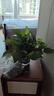 绿萝盆栽室内客厅绿植花卉 家用净化空气绿箩植物吸除甲醛吊兰 高20CM【原盆+托盘】10盆+5肥 实拍图