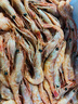 鲜京采 原装进口格陵兰北极甜虾刺身2斤装 90-150只/kg 即食 MSC认证 实拍图