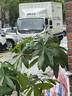 五芳斋福满五芳粽子礼盒 1280克 6味12粽 嘉兴粽子特产 端午节礼物 实拍图
