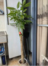 大型植物发财树各种大颗盆栽开业乔迁客厅办公室内好养大型绿植 独杆发财树1.1-1.2米+黑福盆 实拍图