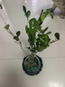 佰花锦水培植物室内花卉绿植盆栽办公室四季常青好养活桌面盆景懒人首选 水培小玻璃瓶+九里香+圆形底座 整体高度约10-20cm/不同植物高度不同 实拍图