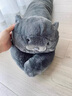 野兽派家居（tbh）懒蓝猫长条抱枕靠垫卧室夹腿办公室抱枕沙发可爱腰枕车载抱枕 实拍图