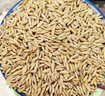 10斤带壳稻谷谷子水稻稻子粮食杂粮大米喂鸡鸭鹅鸽鸟仓鼠宠物饲料 农家稻谷10斤(不限购) 实拍图