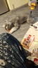 麦富迪（Myfoodie） 狗狗零食 鸡肉卷夹心牛皮180g成幼犬磨牙棒训练奖励宠物零食 实拍图