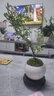 佰花锦六月雪盆景悬崖茶桌禅意室内窗台小绿植物办公室茶几摆件桌面盆栽 【送圆底座】六月雪+白玉陶瓷盆+苔藓 10-20cm 实拍图