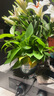 双盟绿萝盆栽除甲醛花卉绿植办公室新房净化空气180加仑4盆装源头直发 实拍图