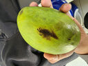 田良季广西金煌芒果特大芒大青玉水仙新鲜芒果凯特生鲜水果送礼品物盒 净重3斤装【尝鲜】 甄选特级果【单果250-300g】 实拍图