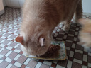 猫罐头 湿粮包猫零食进口成猫猫粮主食妙鲜包85g*24混合味 实拍图