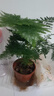 开时果 各类小盆栽绿植素材苗 小叶赤楠造景微景观植物盆景源头直发包邮 文竹（小盆） 实拍图