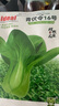 ldeal理想农业 上海青种子抗热易种阳台盆栽蔬菜种籽夏季耐湿热耐高温 实拍图