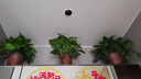 绿有意绿萝盆栽除甲醛室内好养花卉植物绿萝批发办公室新房装修净化空气 110#原盆储水盆10盆装+4肥 带盆带土发货 实拍图