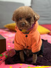 皇家狗粮幼犬奶糕幼犬狗粮宠物小型犬MIS30全价犬粮 ≤2月3KG 实拍图