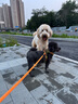 京东京造 鲜肉狗粮无谷全价狗粮小型犬粮7kg泰迪比熊博成犬 实拍图