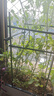 匠心绽放园艺支架四边形60cm爬藤架番茄黄瓜种菜架子植物攀爬架17133 实拍图