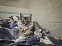 LEGENDSANDY蓝氏全价猫粮成猫幼猫生骨肉冻干粮 猎鸟乳鸽500g 实拍图