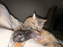妙宠爱 猫咪驱虫药 体内外同驱虫滴剂 2.5-5kg 3支装  效期至26年1月 实拍图