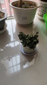 绿有意 绿植花卉办公室客厅桌面盆栽摆件简约创意网红北欧绿植ins云朵盆 栀子花+甜甜圈PET树脂盆+托盘+肥料 北欧风格网红绿植 实拍图