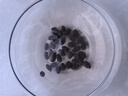 碗莲种子睡莲根快水培花卉绿植盆栽荷花睡莲子种子四季播种开花 混色碗莲30粒+营养液+玻璃盆 实拍图