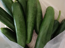 京喜加新鲜无刺水果小黄瓜小青瓜脆甜荷兰脆嫩生吃黄瓜蔬菜 水果黄瓜 1斤 实拍图