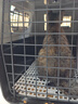 獒少保【新国航标准】宠物航空箱猫狗托运输猫咪狗狗外出箱便携手提笼子 1号【建议18斤内宠物】 晒单实拍图